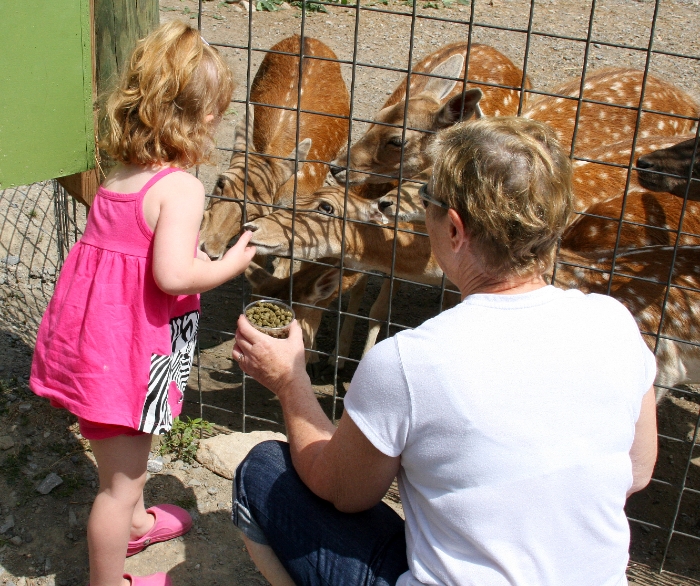 Feeding the Deer